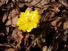 春の日を浴びて