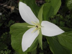 野幌森林公園は花ざかり