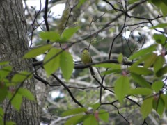 ウグイス・アオジ