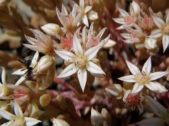 ウスユキマンネングサ