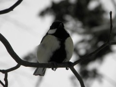 ぽってりシジュウカラ