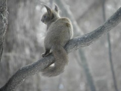 リス発見～♪