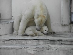 シロクマ　ベビー