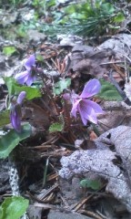 今日も外でランチ