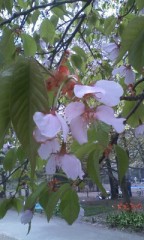 円山公園で花見