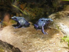 円山動物園　爬虫類館