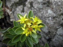 9月2日　手稲山　山行