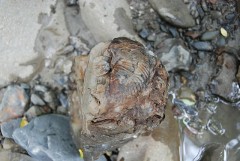 アンモナイト　ゲット！