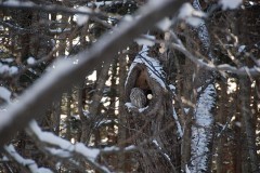 スノーシューで鳥見