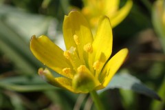 キバナノアマナ