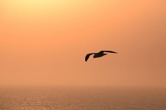 天売島でカモメ