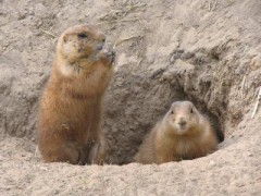 【お題日記】飼ってみたい動物