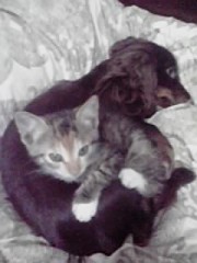 あしあと残して帳だいな