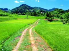 涼しくならない