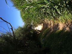 【お題日記】反抗期エピソード