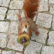 【お題日記】秋になったら食べたくなるもの