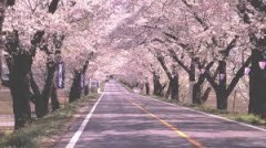 【お題日記】花見の予定は？