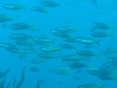 やっぱりダイビングはいいね～