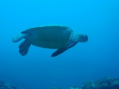 奄美の海はイイネ～