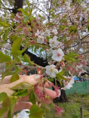 上野の桜