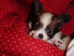 チラシ裏的な。