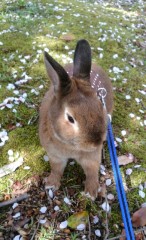 【お題日記】最近癒やされた動画貼り付けて♪