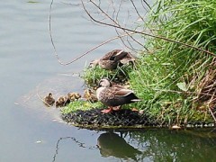 【お題日記】今年も