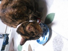 今朝のお越し方