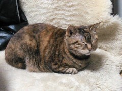 【お題日記】脱走