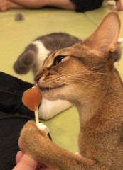 猫カフェ