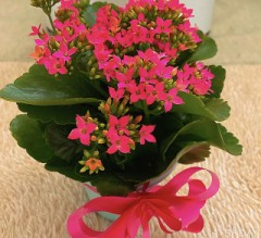 【お題日記】何か植物育ててる？