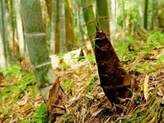 【お題日記】春に食べたくなるものって何ですか？