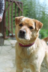 犬も飼い方（実践編　２　躾け）