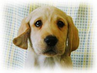 犬の飼い方（実践編　3　散歩編）