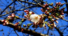 春はもうすぐそこです＾＾