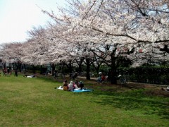 サクラのはなし