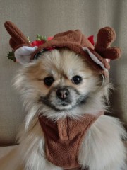 【お題日記】犬と猫、どちらが好きですか？