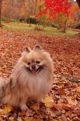 【お題日記】異性のみんなにお悩み相談してみよう！