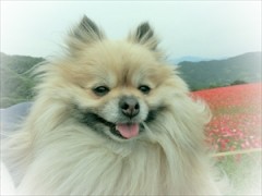 【お題日記】お気に入りのカフェを教えて♪