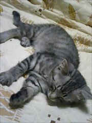 でーとがしたい！！