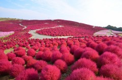 【お題日記】好きな花は何ですか？