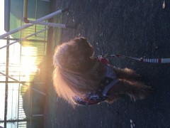 愛犬に高いゴハンをあげるときかな