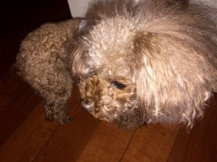 経験の交流【お題日記】どっちがいい？大勢の友達か一人の親友