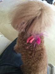 マラソンからのジョギング