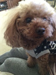 愛犬をモフりながら音楽鑑賞【お題日記】ストレスが溜まった時にする事