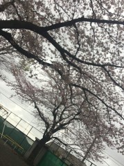 好きです