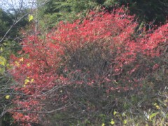 ｺﾞﾙﾌ三昧･･･