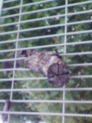 ど根性・・・枝木