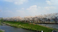 東京桜散歩～１