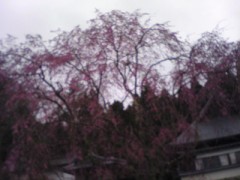 桜･･･しだれ桜～